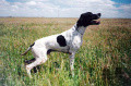Pedigree ALTO DEL VENTO Pedigree ALTO DEL VENTO